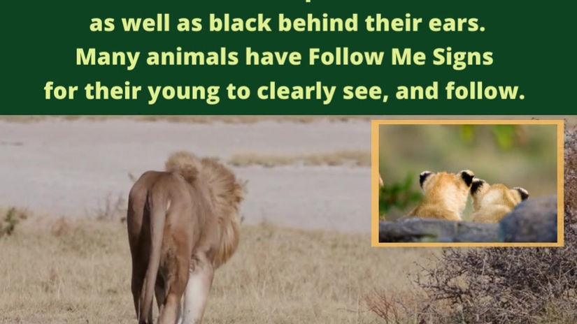 Follow Me Signs - Lions